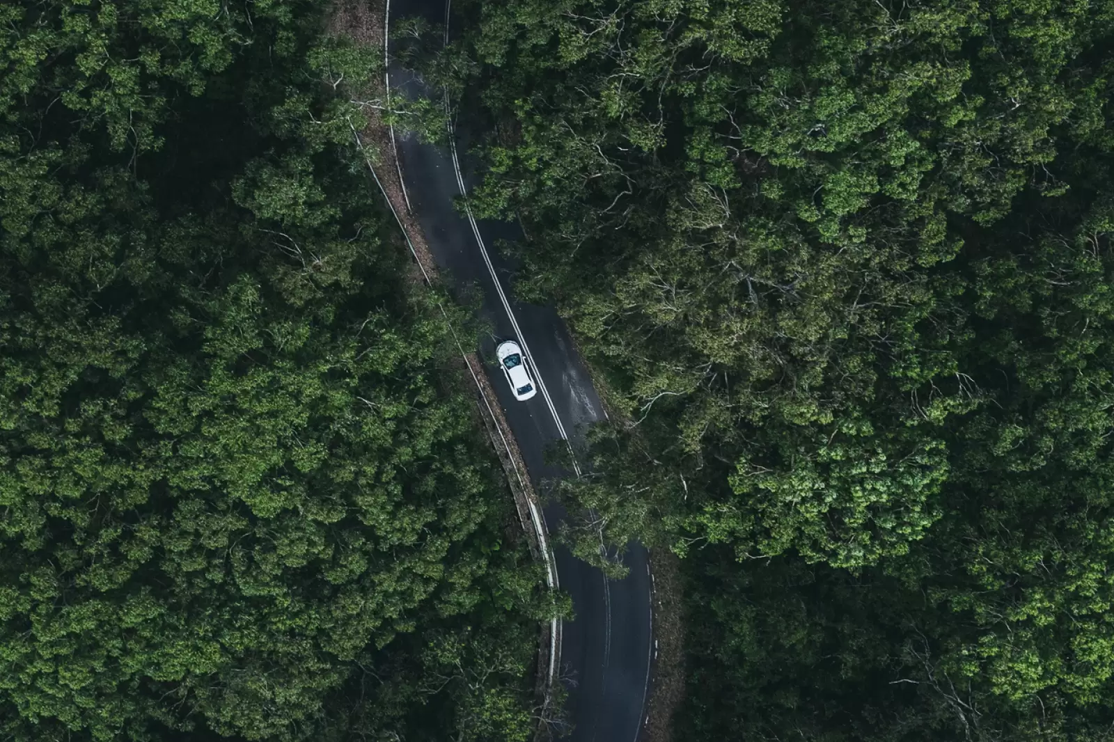 Coche blanco visto de arriba en una carretera en medio del bosque